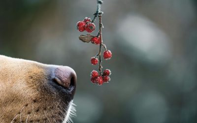 B2B buyers are trying to avoid disaster - not find the best proposition